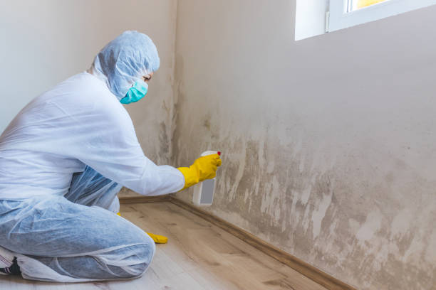 Licensed Attic Mold Remediation service in Passaic, NJ - Car Mold Remediation