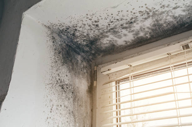 Affordable Attic Mold Remediation solutions in Passaic, NJ